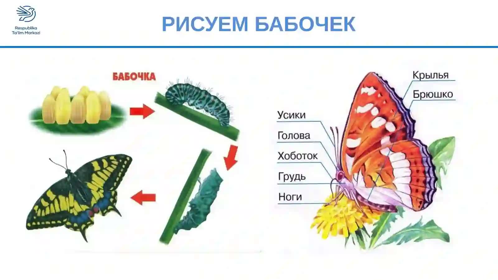 РИСУЕМ БАБОЧЕК 4