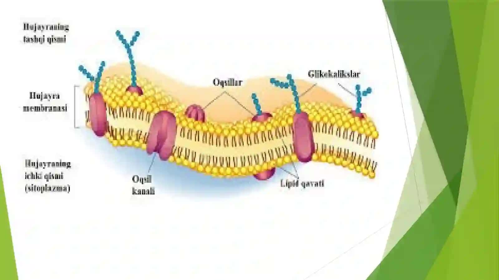Hujayra biologiyasi (apoptoz va nekroz), gen terapiya asoslari 4
