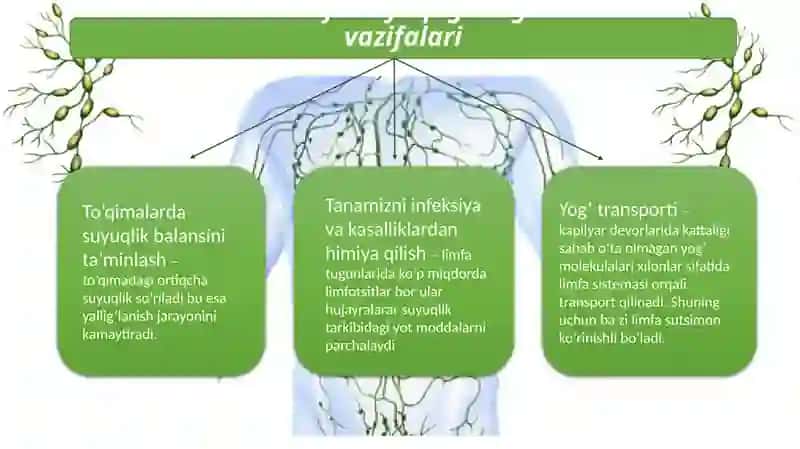 Limfaning hosil bo’lishi, tarkibi va vazifalari 4
