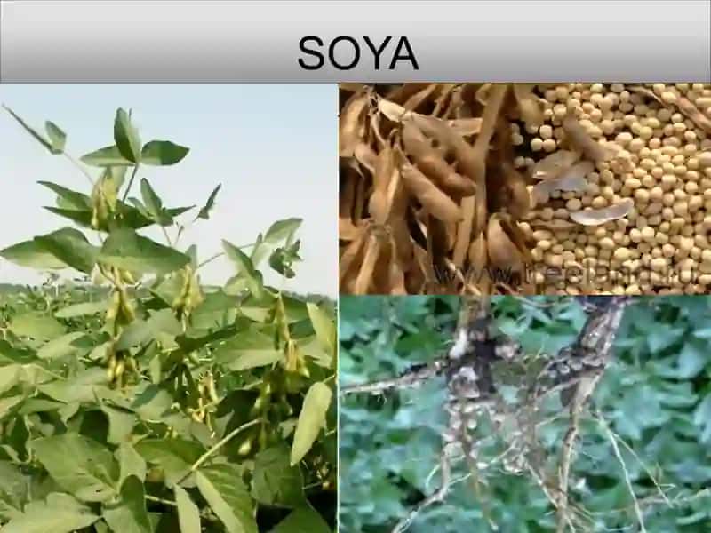 Don-dukkakli ekinlarning ahamiyati va biologik azot 4