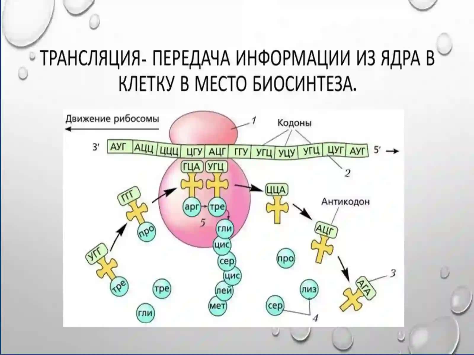 DNKning oqsil biosintezida gi'o'rni. Genetik injeneriya 4