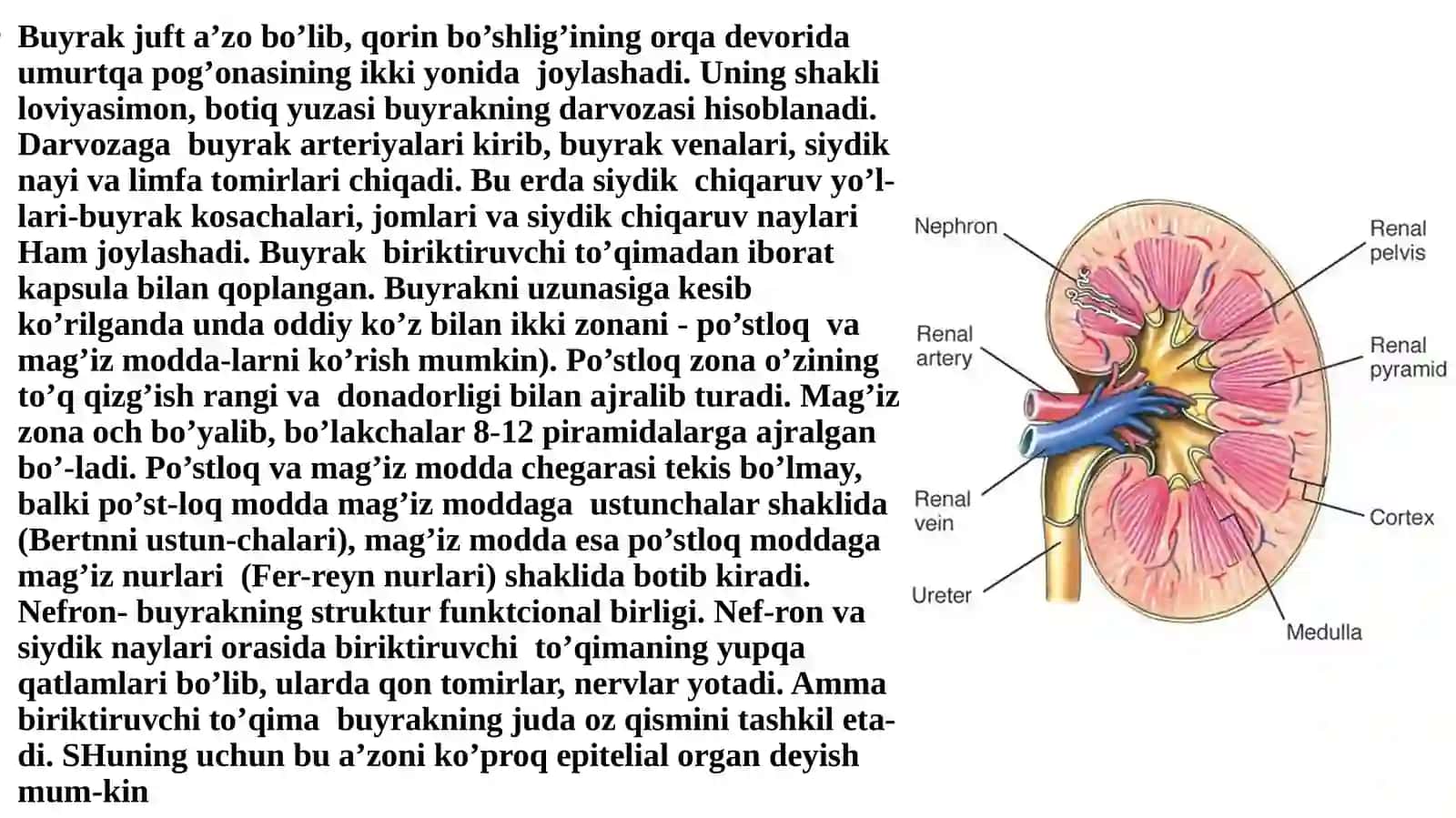 Siydik ayiruv yoʻllari va uning gistalogik koʻrinishi. 4
