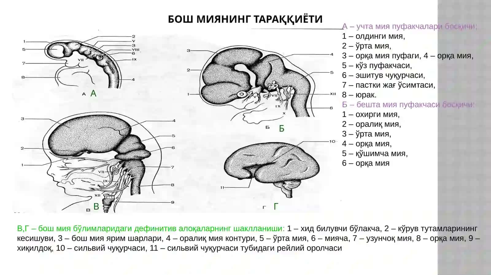 Нерв тизимининг морфофункционал таснифи 4