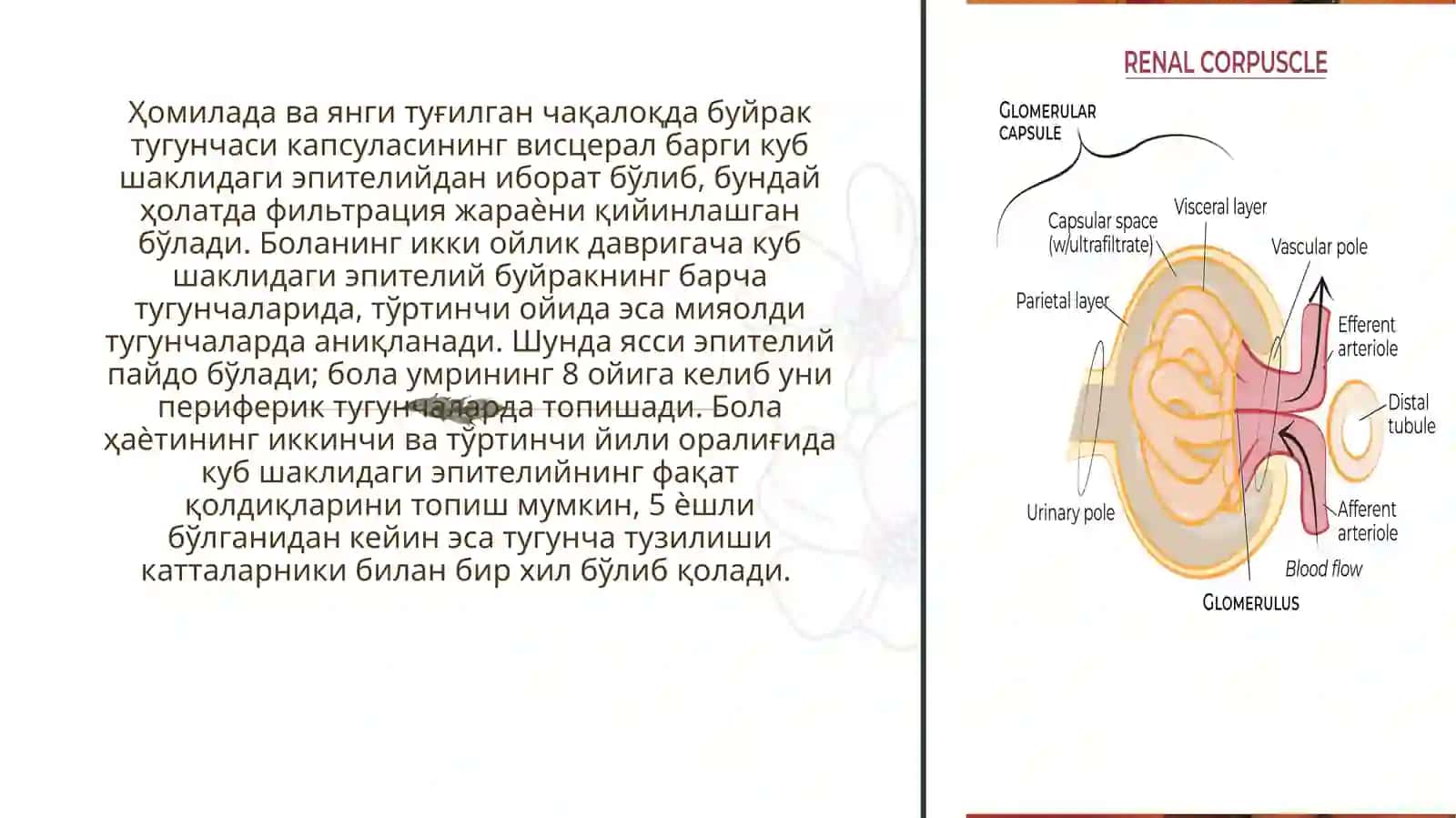 Bolalarda buyrak anatoma fiziologik xususiyatlari 4