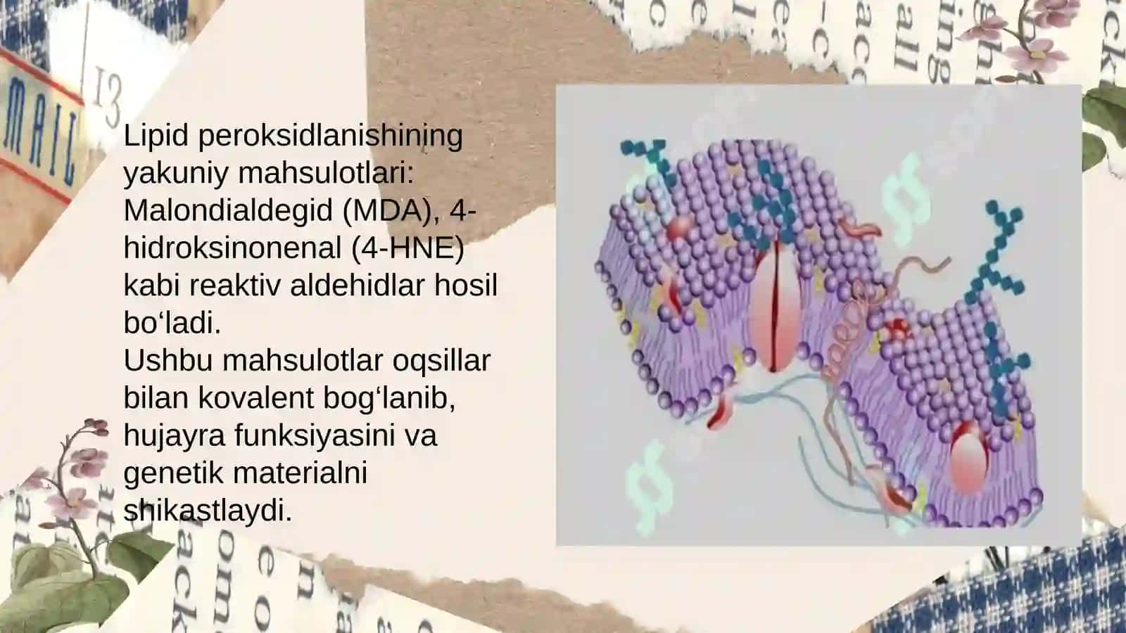 Lipidlarning peroksidlanishi 4