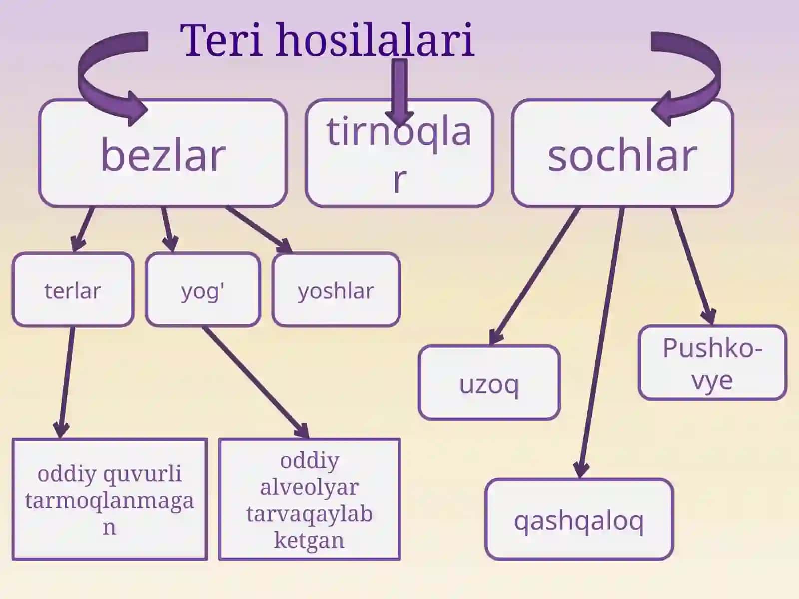 Teri va uning hosilalari 4