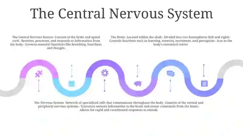 Brain And A Nervous System 4