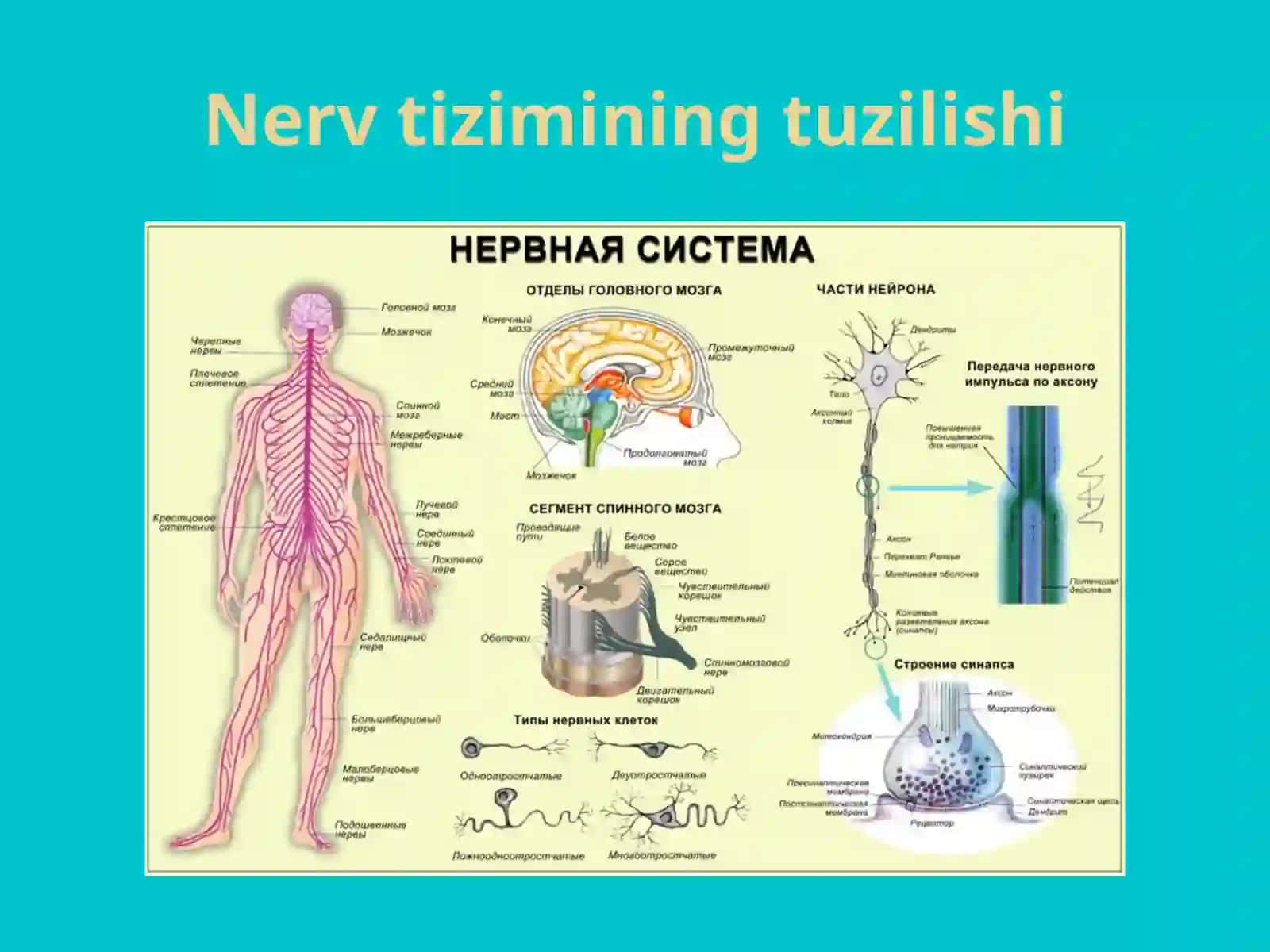 MIYA VA PSIXIKA 4