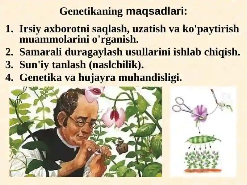 Genetikaningasosiytushunchalari 4