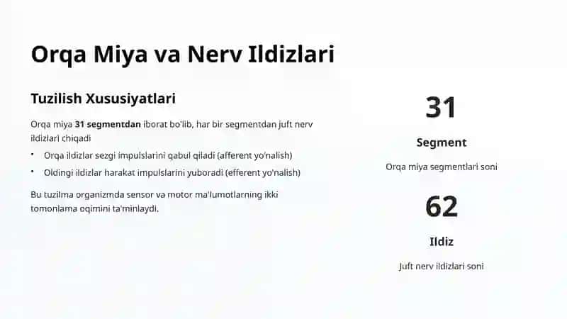 Periferik Nerv Tizimi Tuzilishi 4