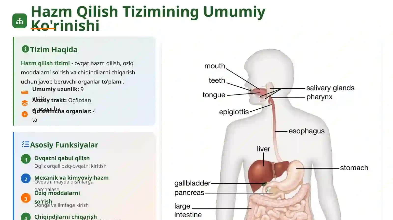 ANATOMIYA VA FIZIOLOGIYA Hazm Qilish Tizimi 4