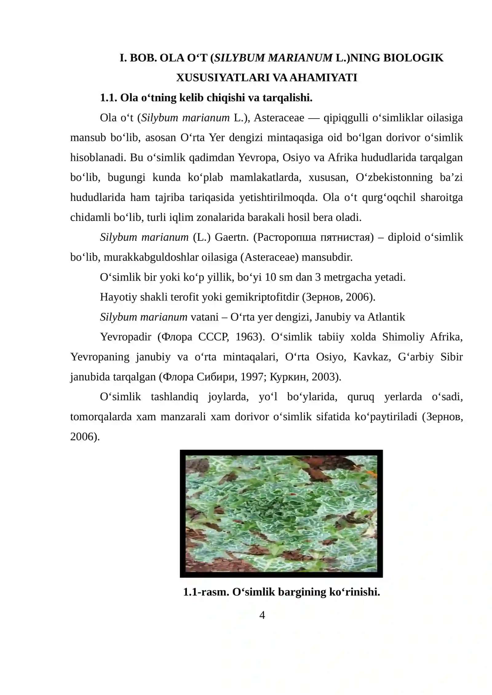 Ola oʻt (Rastoposha pyatnistaya)- Silybum marianum L. oʻsimligini yetishtirish texnologiyasi 4