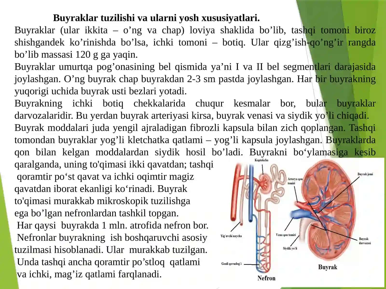 Ayiruv Ayiruv tizimi fiziologiyasining yosh xususiyatlari va gigiyenasi 4