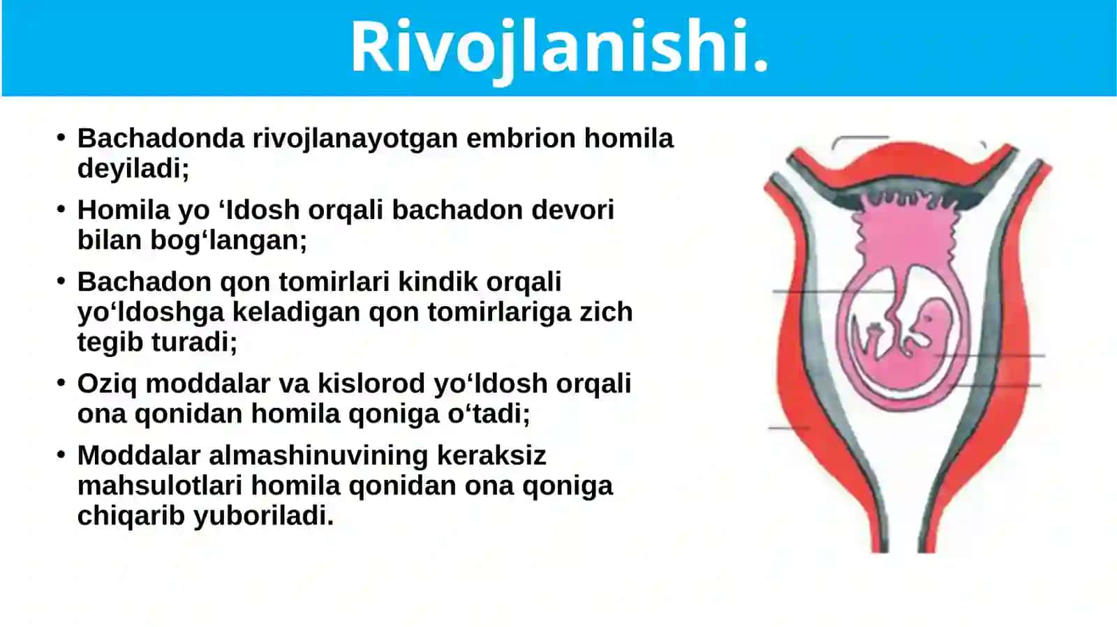 Sutemizuvchilarning ko‘payishi, rivojlanishi va kelib chiqishi 4