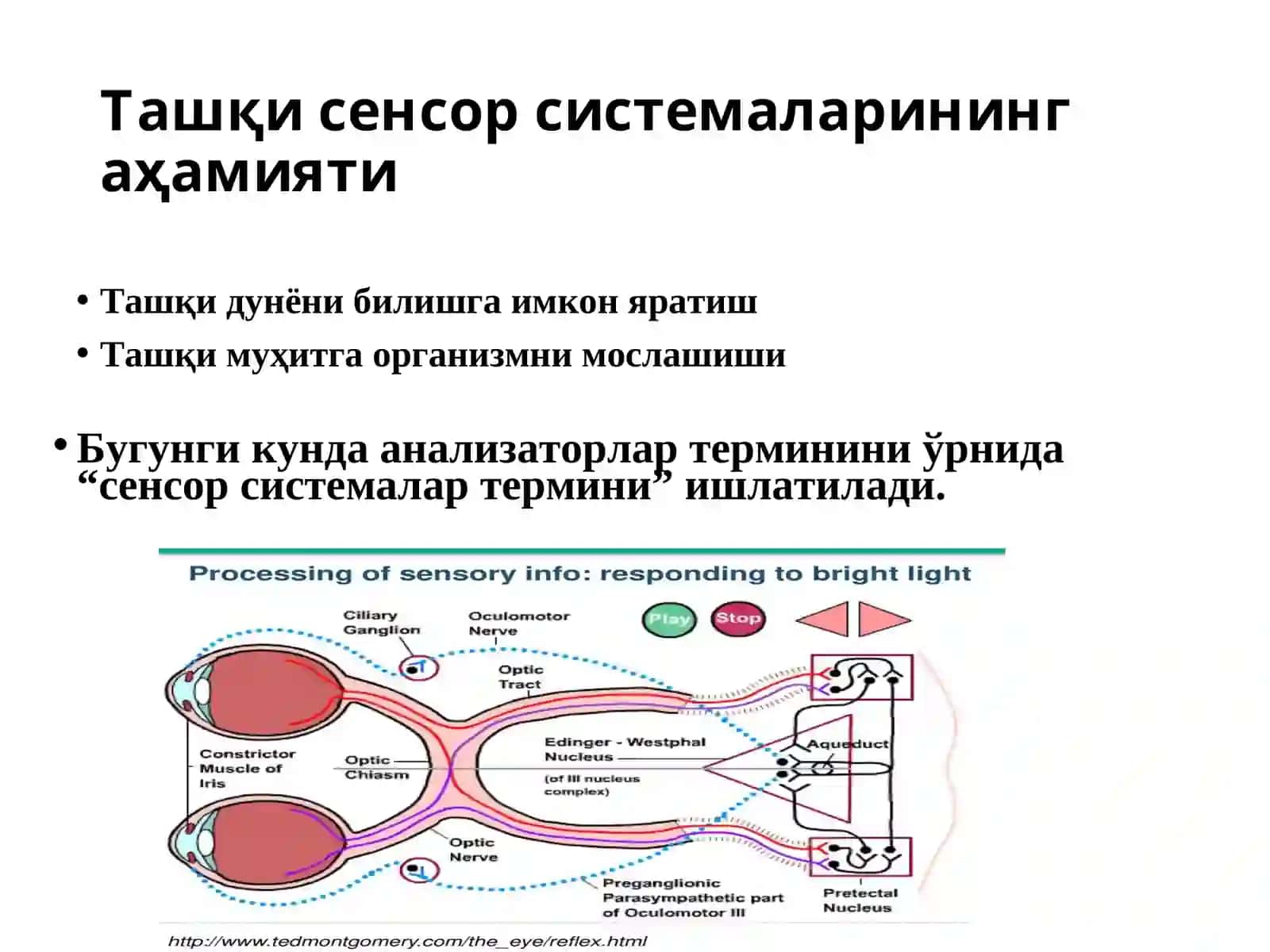 Анализаторлар умумий физиологияси 4