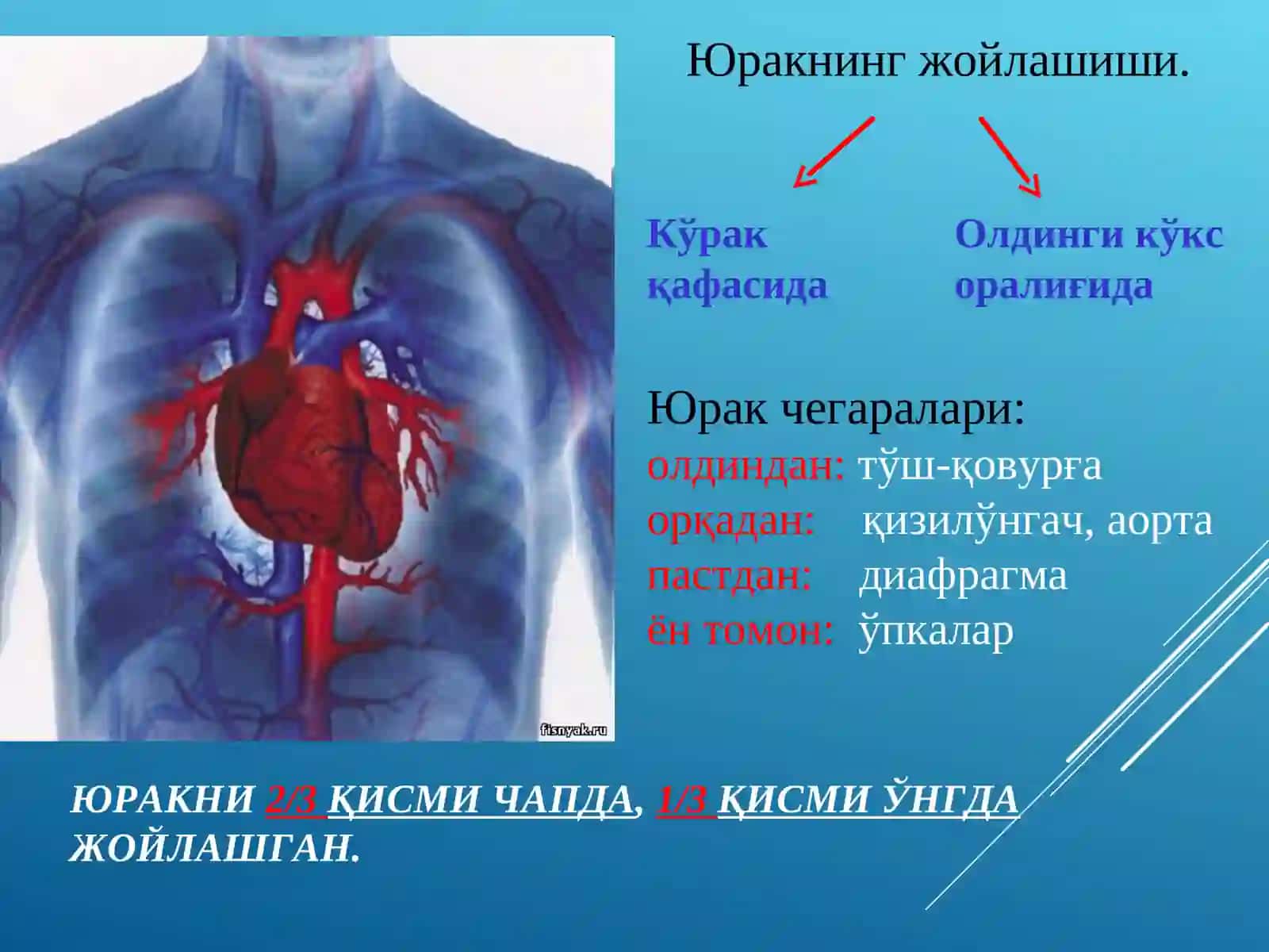 Юракқон томир системаси 4