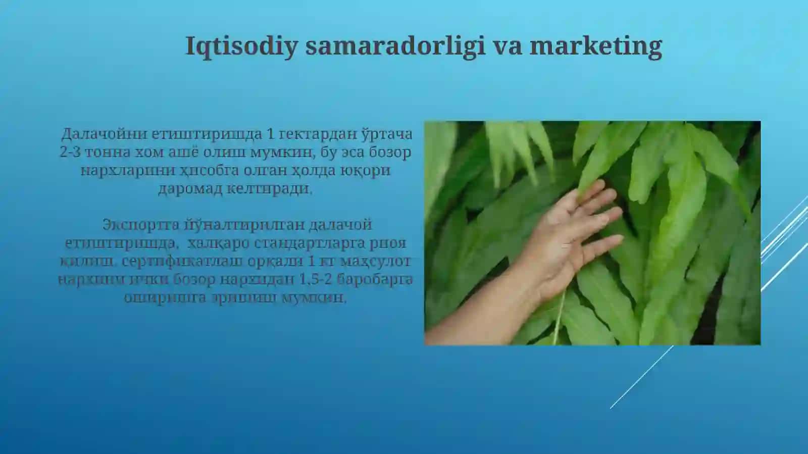 Dalachoyni yetishtirish texnologiyalari 4