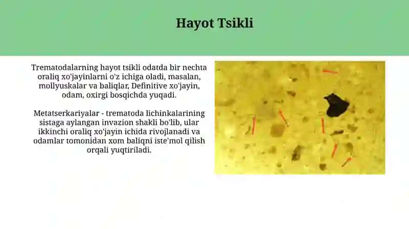 Trematodalar: Ta'rif, Morfologiya va Hayot Tsikli 4
