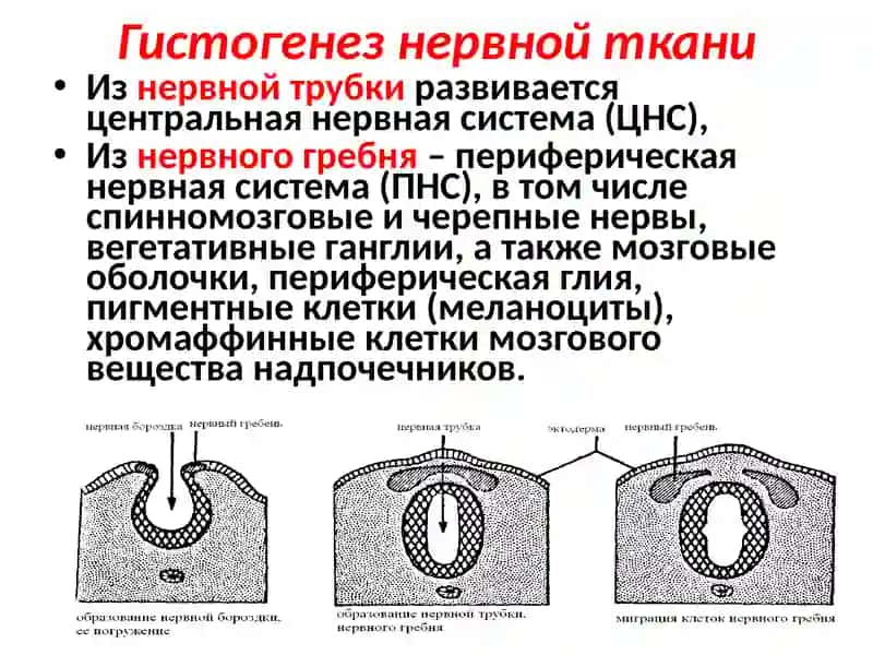 НЕРВНАЯ ТКАНЬ 4