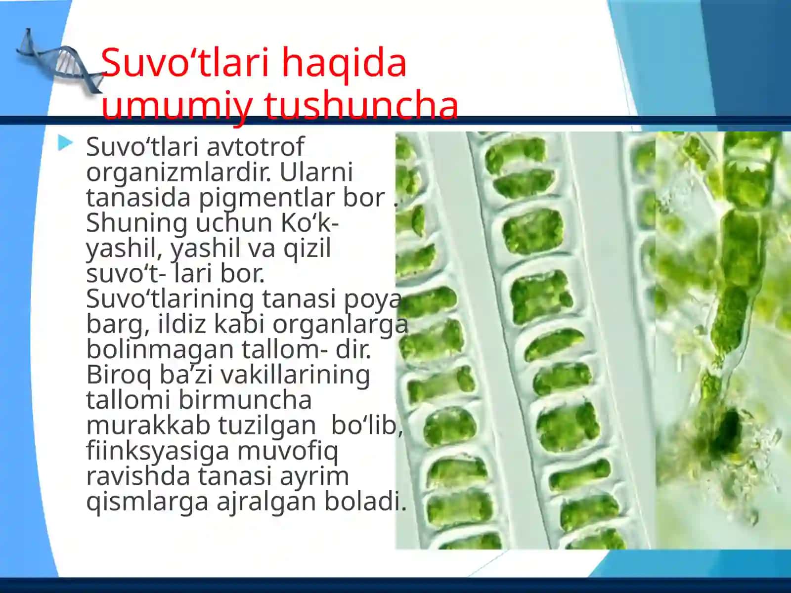 Botanika fanidan Kurs ishi uchun TAQDIMOT 4