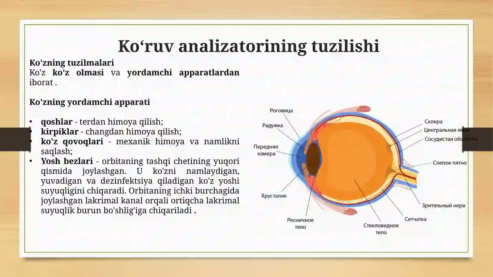 Inson ko‘rish analizatorlari anatomiyasi, fiziologiyasi va patologiyalari 4