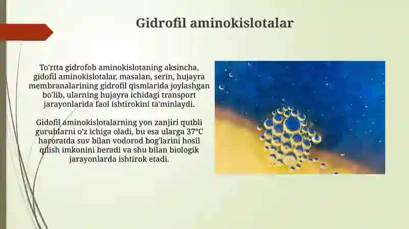 Aminokislotalar. Tuzilishi va xossalari, biologik xususiyatlari 4
