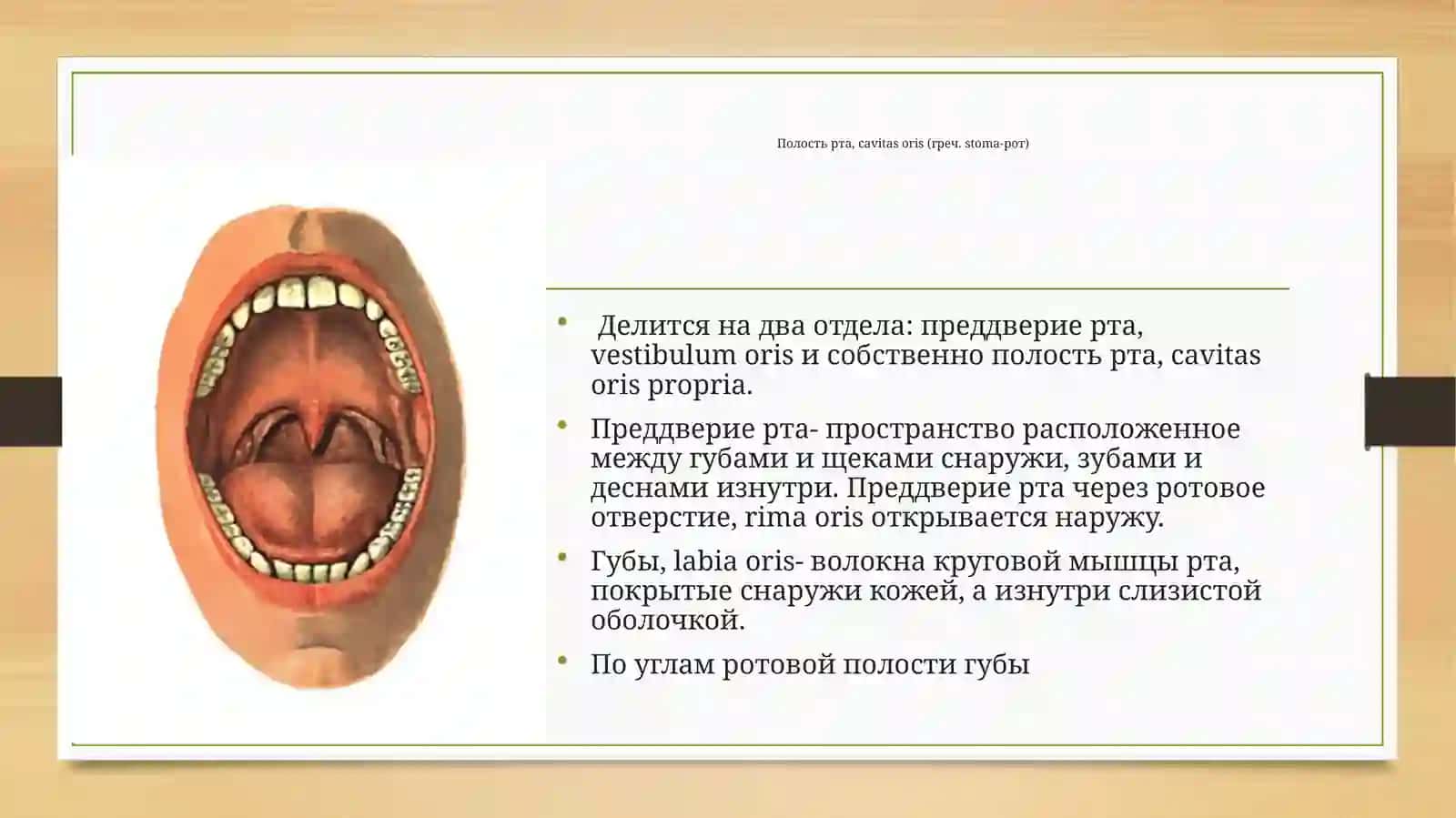 Органы пищеварения 4