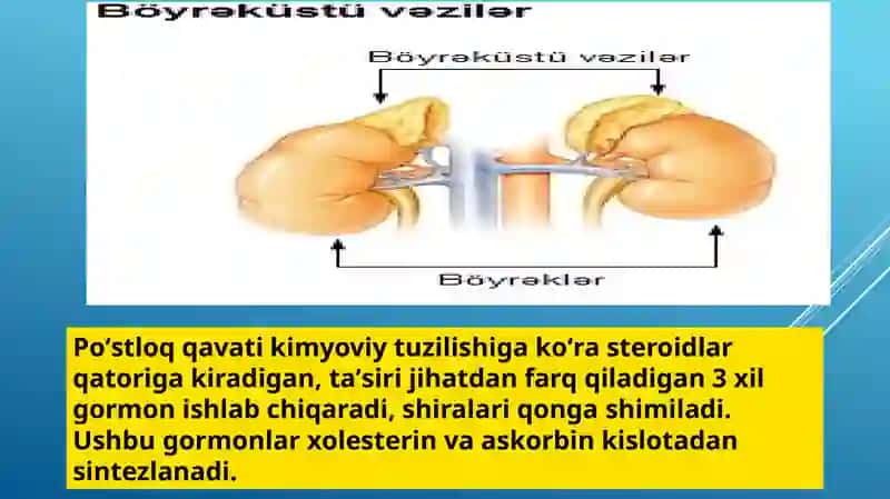 Stress holatida buyrak usti bezlari poʻstloği gormonlarining roli va hujayralarning morfologik koʻrinishlari 4