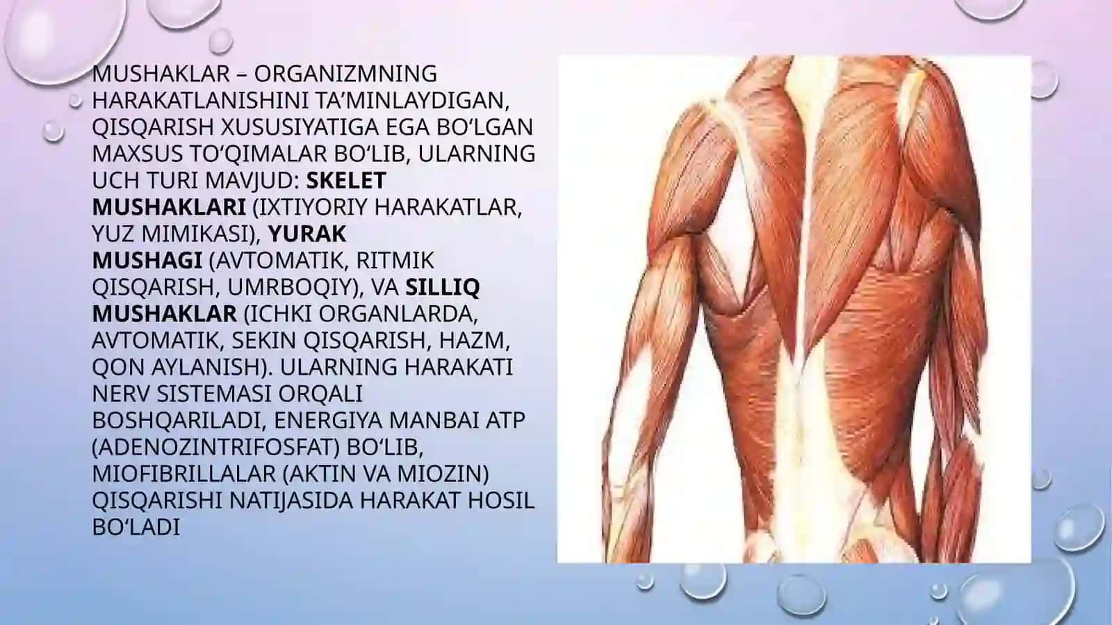 Mushaklar fiziologiyasi 4