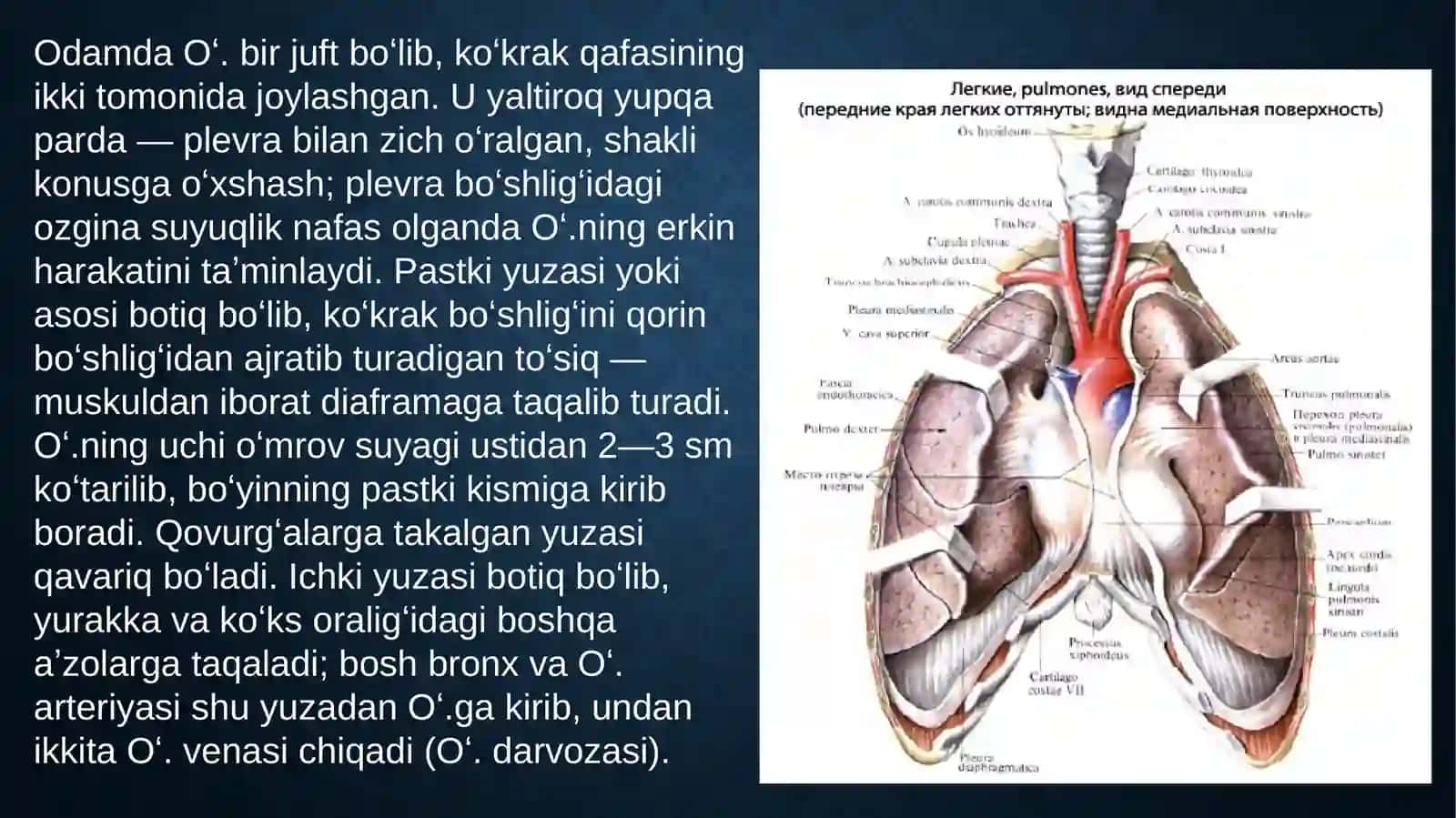 KekIRDAK. O`PKA: FUNKSIONAL VA TOPOGRAFIK ANATOMIYASI. BRONXLAR. PLEVRA: SINUSLARI, CHEGARALARI. KO`KS ORALIG`I. QALQONSIMON VA QALQONSIMON ORQA BEZLARI. AYRISIMON BEZ 4