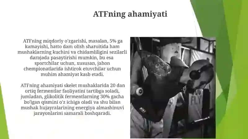Silliq mushaklarning fiziologiyasi 4