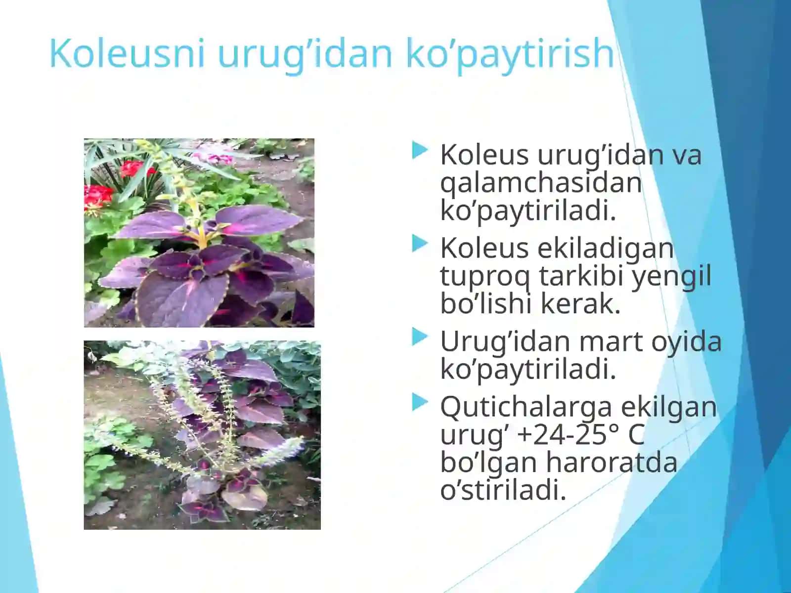 Koleusni qalamchasi va urug’idan ko’paytirish usullari 4