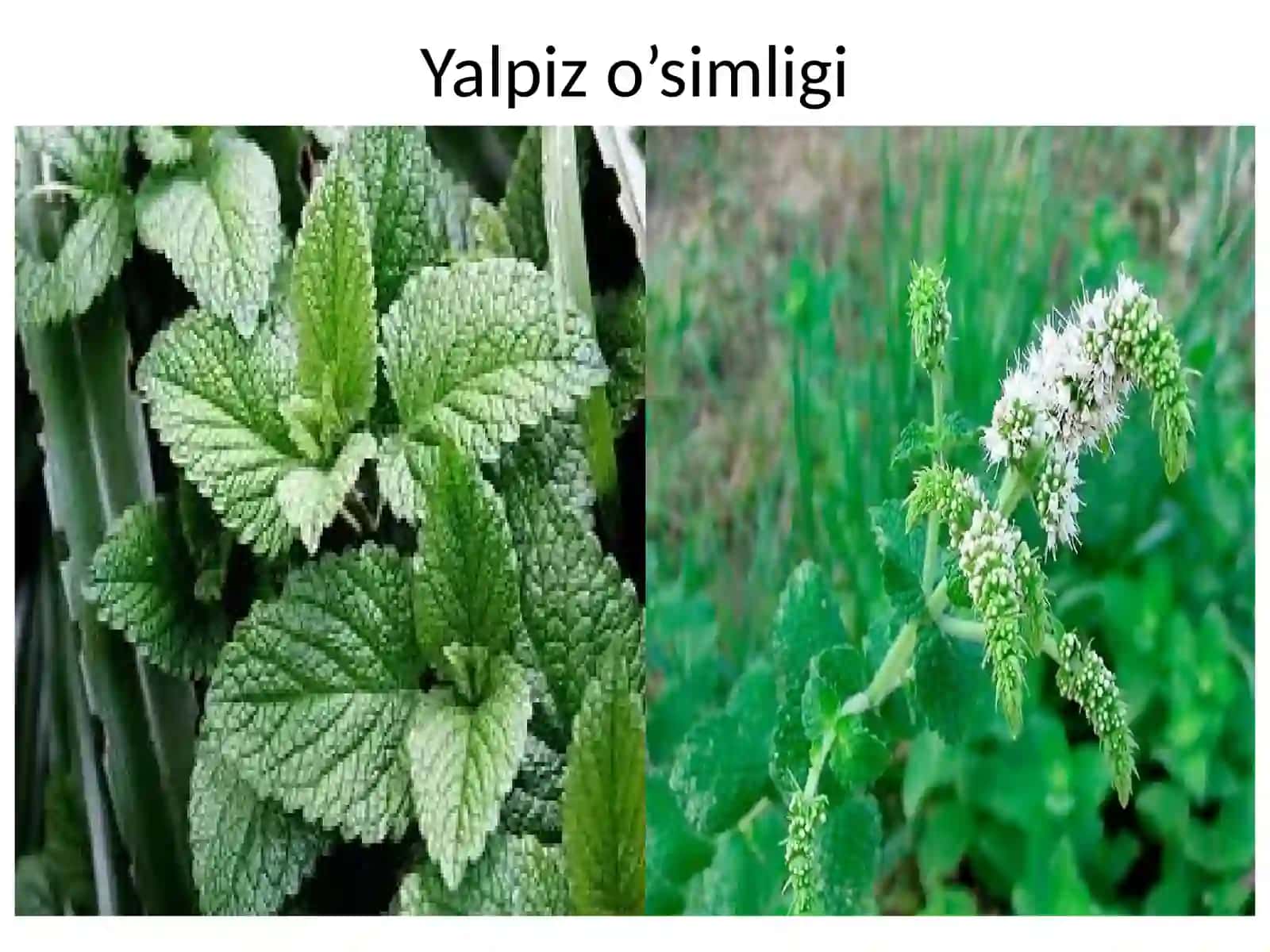 Yalpiznamolar qabilasi, Labguldoshlar oilasi - Lamiaceae (Labiatae) 4