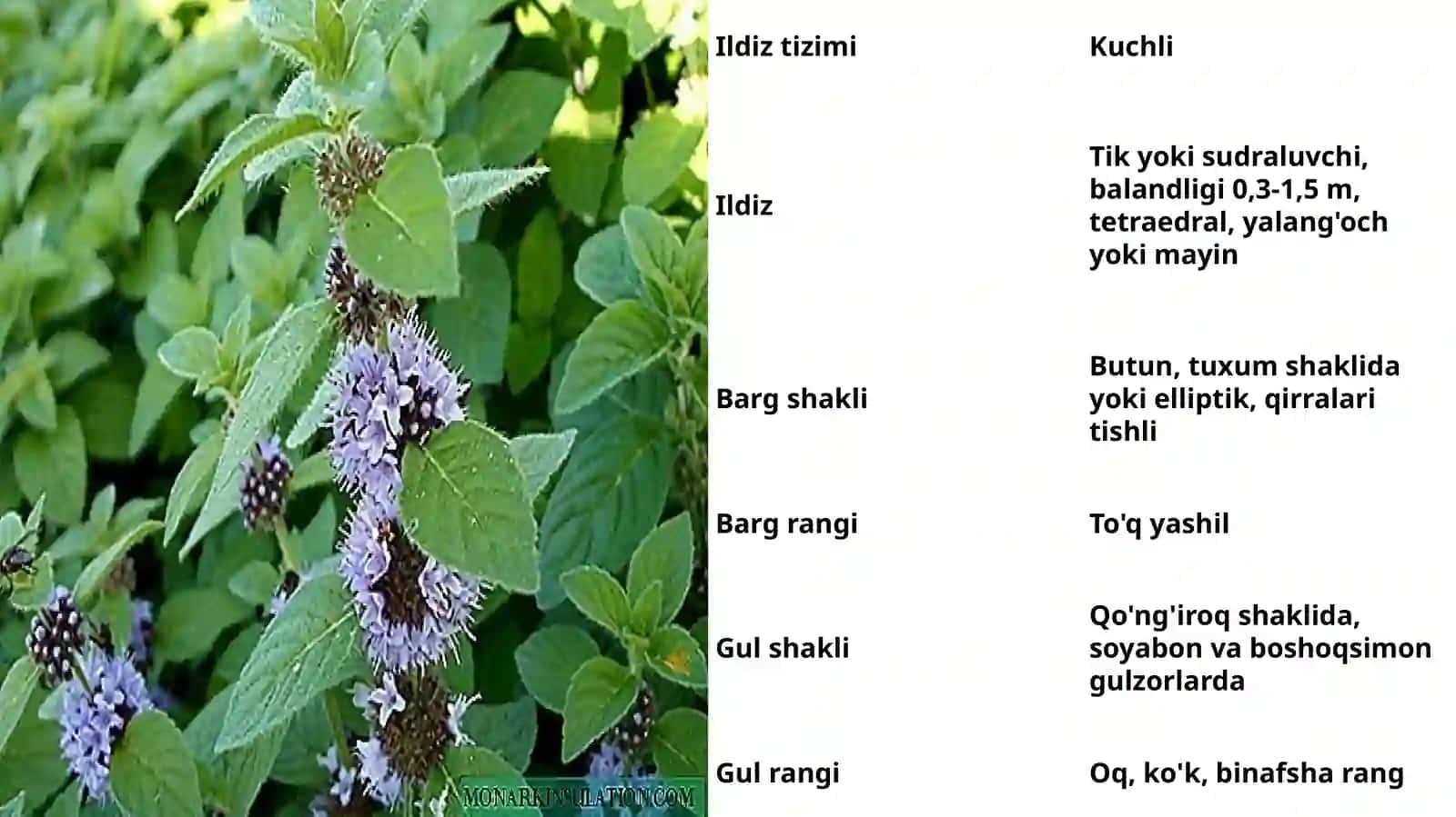 Yalpizning O`ziga Xos Xususiyatlari 4