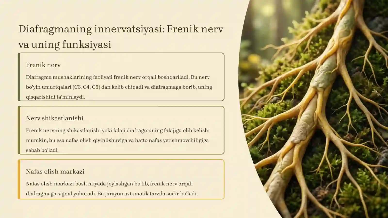 Diafragma mushaklari fiziologiyasi 4