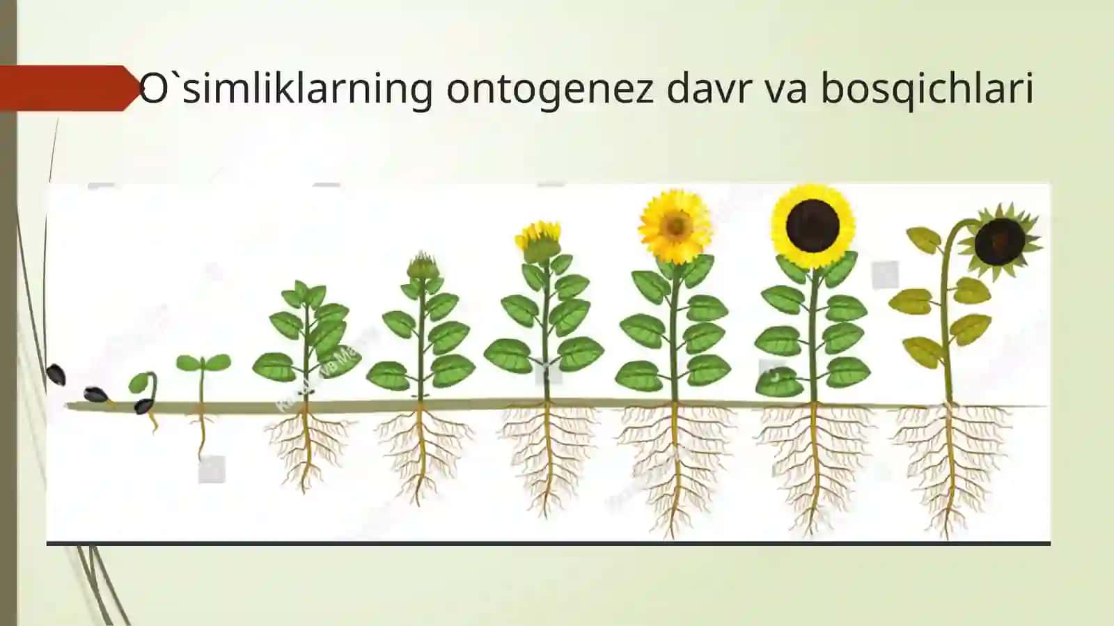 Dorivor o‘simliklar bioekologiyasining asosiy usullarini o‘rganish 4