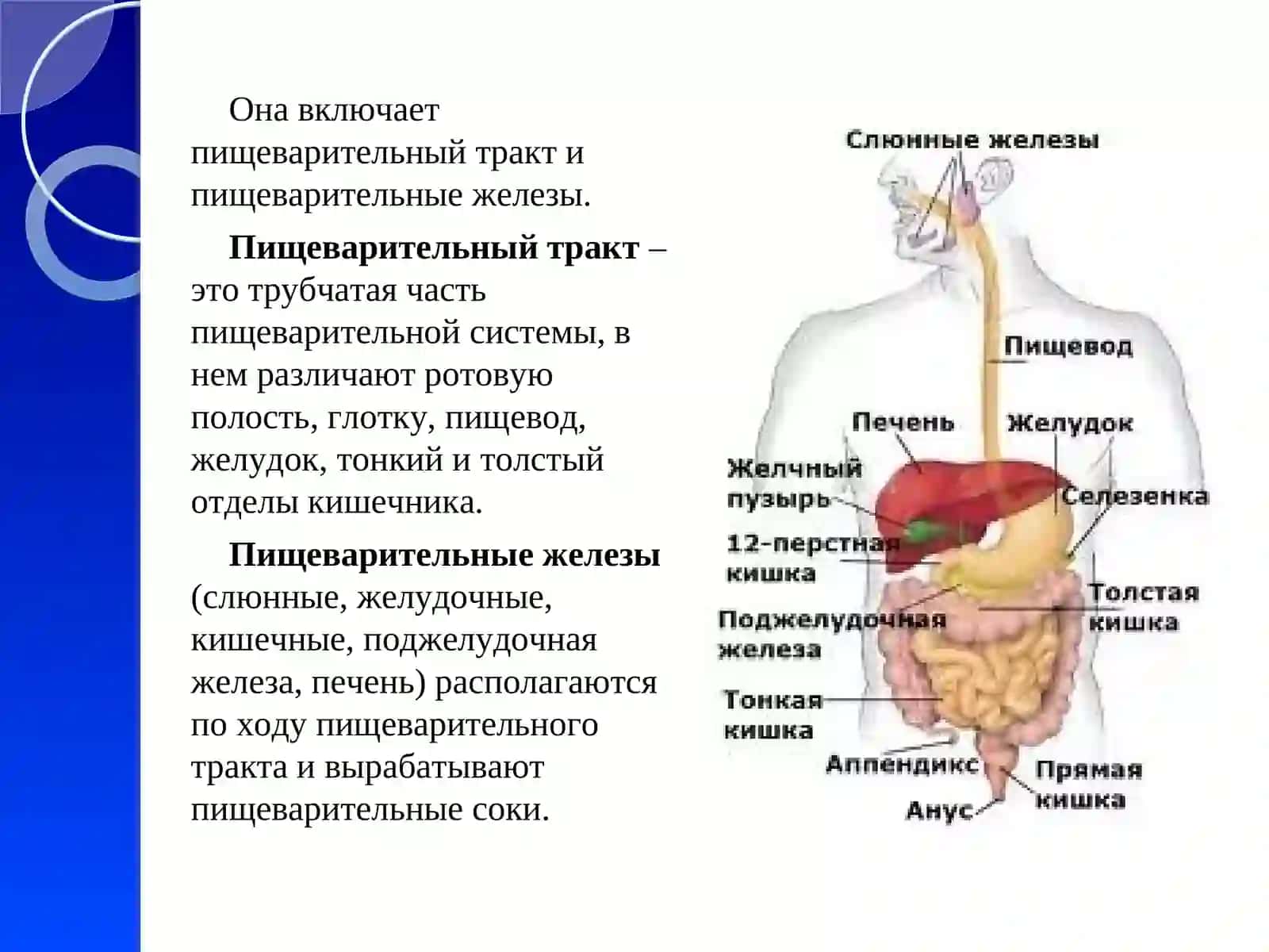 Строение, функции и возрастные особенностипищеварительной системы 4