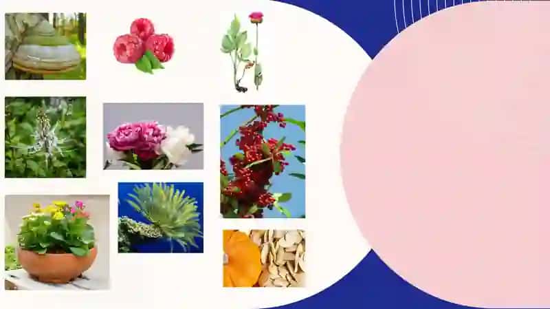 Mahalliy o’simliklarda biologik faol modda ajratish texnologiyasini ishlab chiqish 4