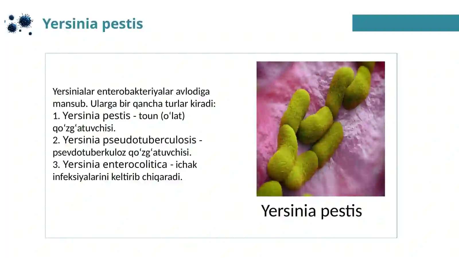 MIKROBIOLOGIYA, VIRUSOLOGIYA, IMMUNOLOGIYA FANI 4