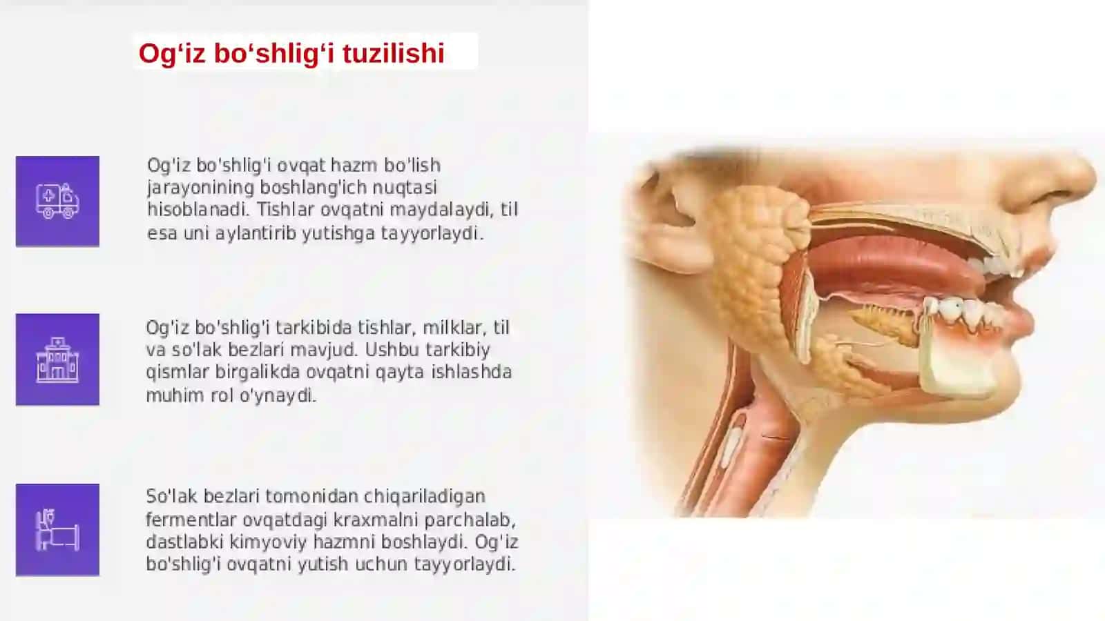 Ogʻiz boʻshligʻida va me’dada hazm qilish 4