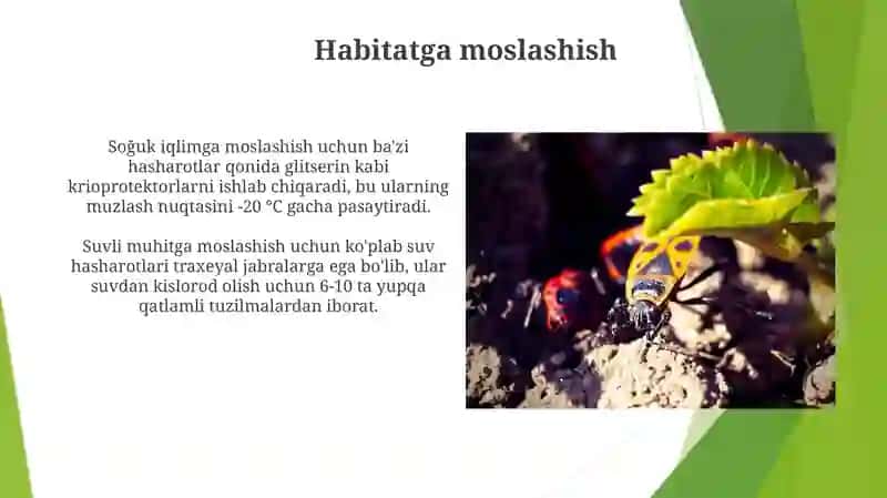 Hashorotlarni tashqi muhit sharoitlariga moslanishi 4