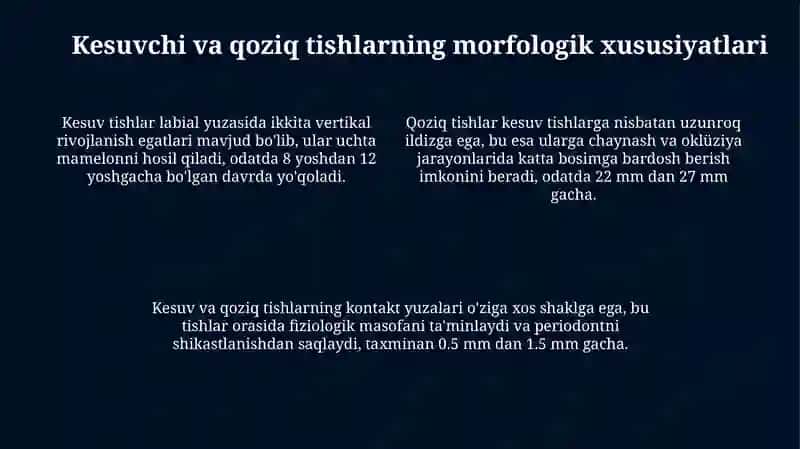 Doimiy tishlovdagi frontal guruh tishlarning tuzilishi 4
