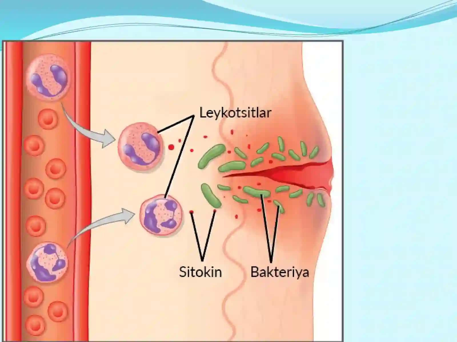 Immunitet.Immuntizimningtuzilishivafunktsiyalari 4