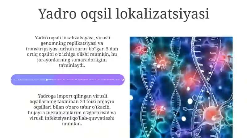Virus oqsillari. Oqsillar lokalizatsiyasi 4