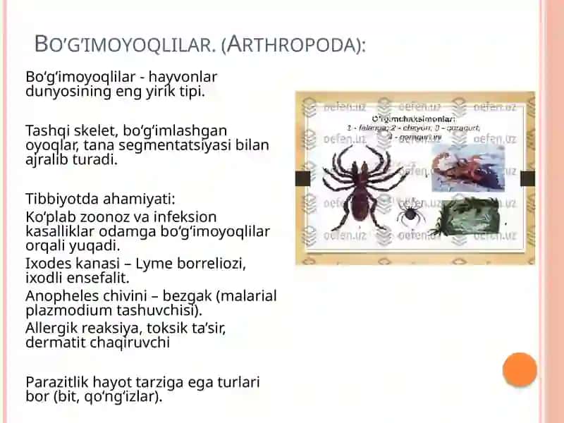 "Zaharli hayvonlar" mavzusida prezentatsiya-mustaqil ish. 4