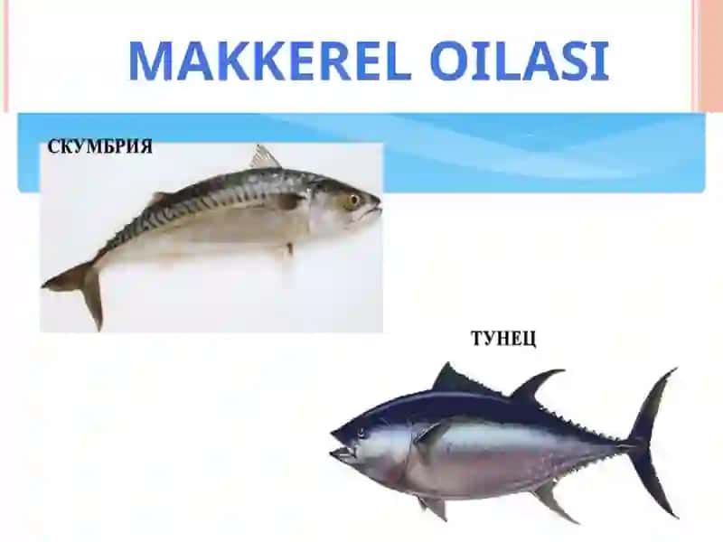 BALIQLAR HAQIDA UMUMIY MA`LUMOT 4