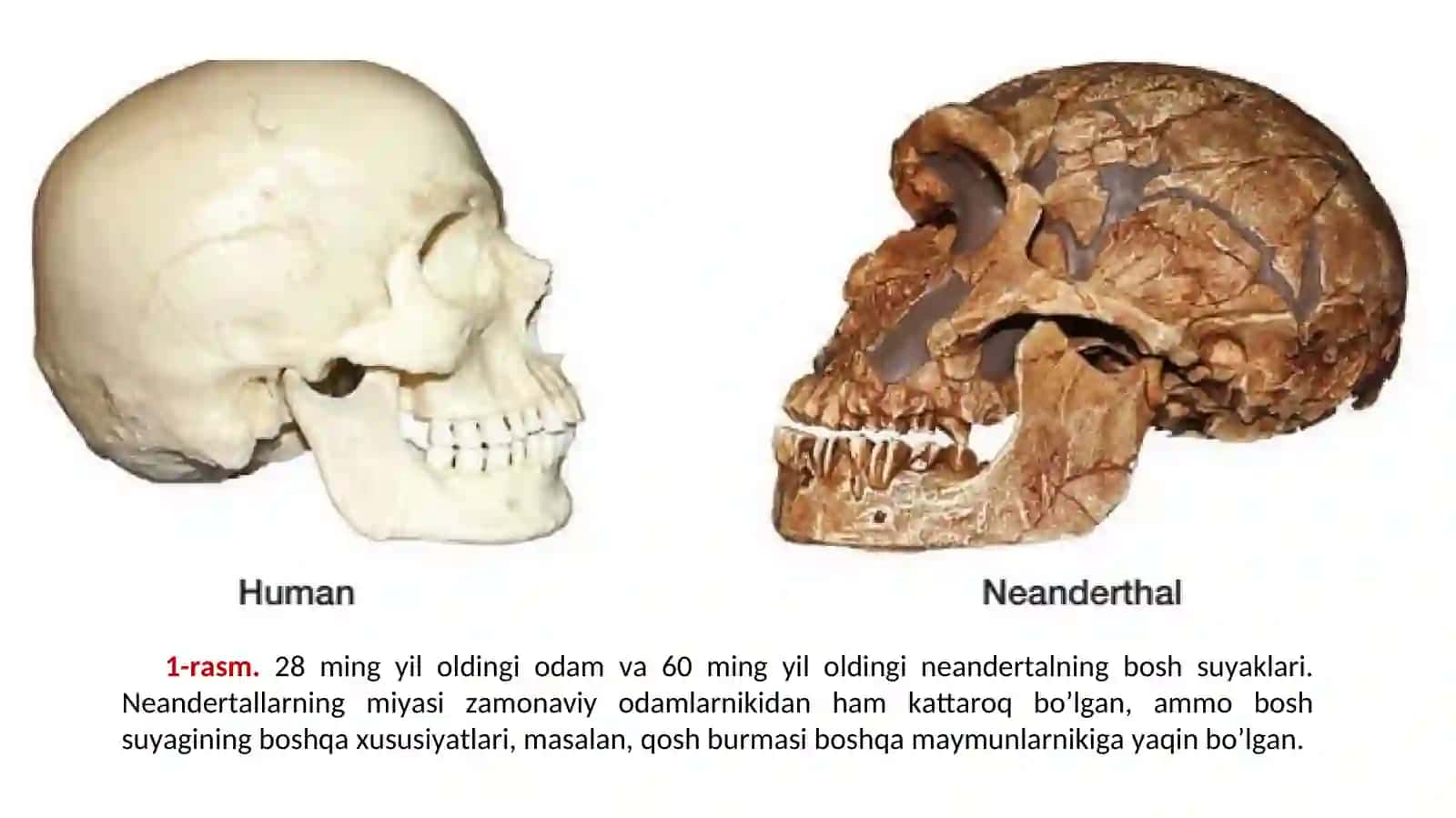 Homo sapiensEVOLYUTSIYASI 4