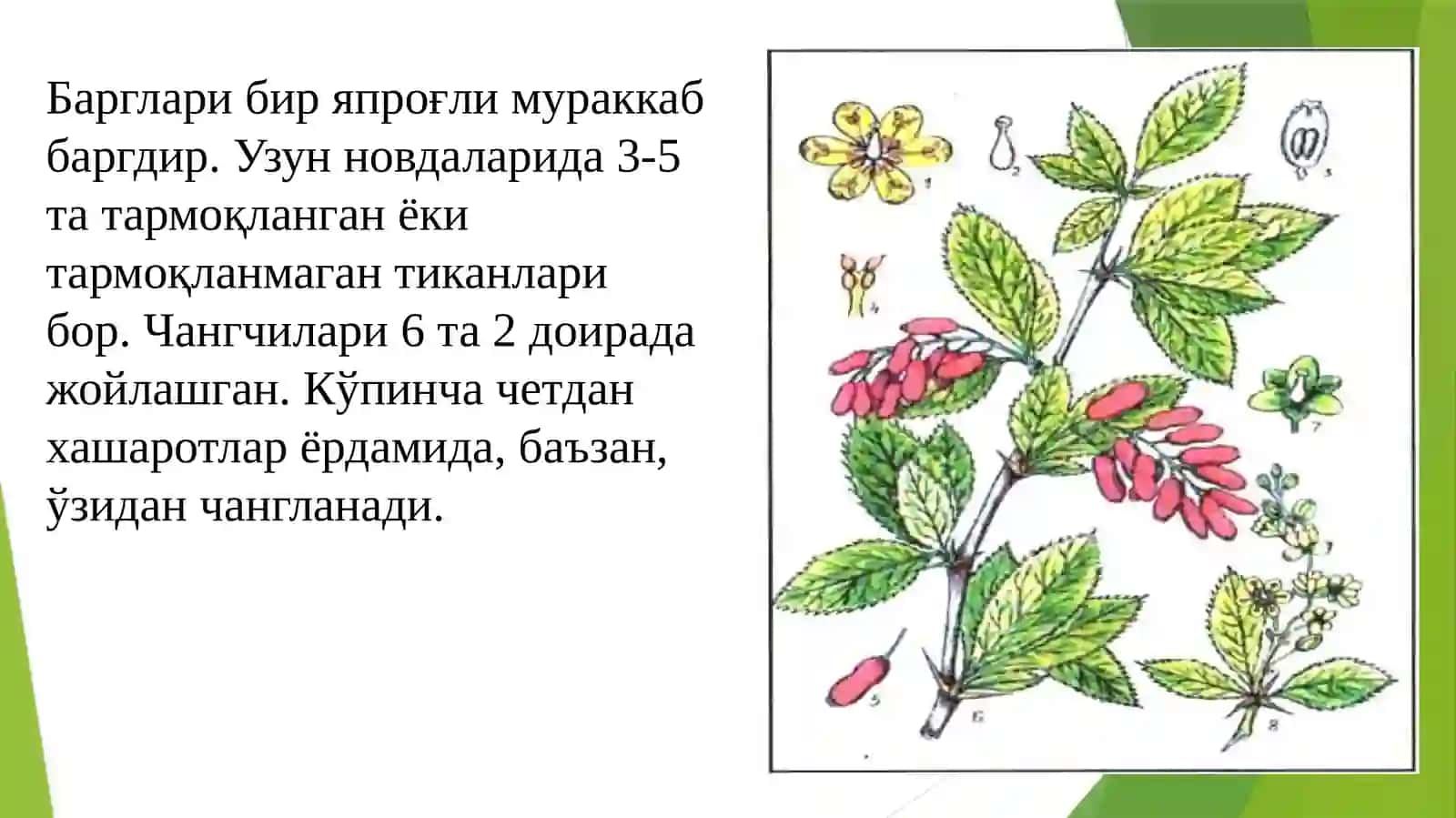 BERBERIDACEAE (Зиркдошлар) оиласи 4