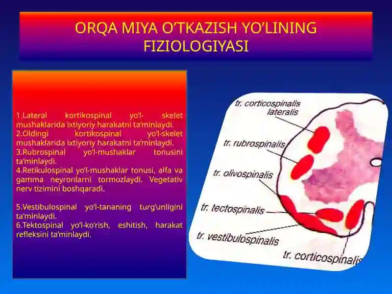 ORQA MIYA FIZIOLOGIYASI 4