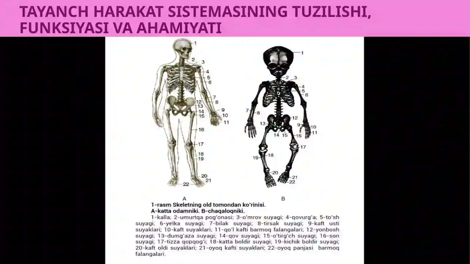 TAYANCH HARAKATLANISH SISTEMASINING TUZILISHI, FUNKSIYASI VA AHAMIYATI 4